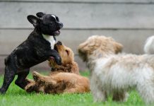 Pourquoi utiliser un parc à chiot ?