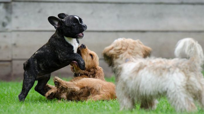 Pourquoi utiliser un parc à chiot ?