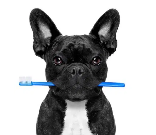 Comment empêcher votre chat de s’ennuyer ?