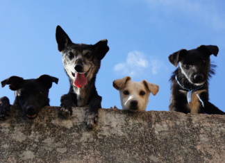 Les avantages de l’assurance santé pour animaux de compagnie