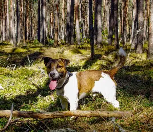 Les principales maladies mortelles chez les Jack Russel : prévention et symptômes à connaître