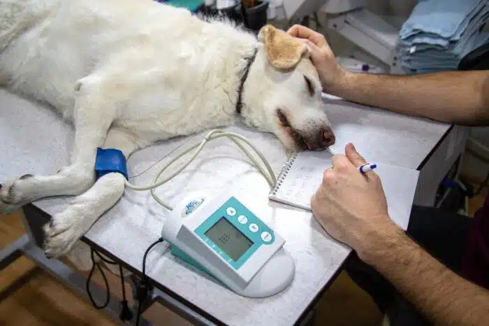 veterinaire