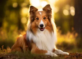 Berger des Shetland : caractéristiques et conseils pour le Colley miniature