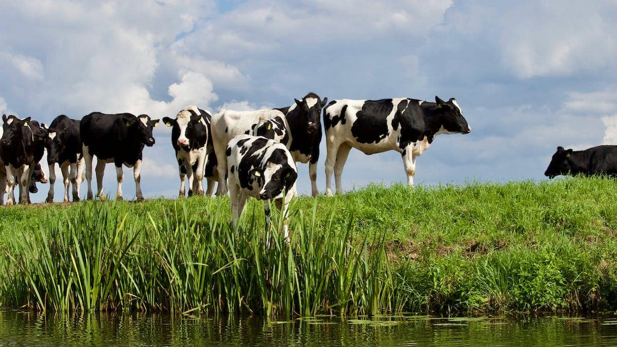 biodiversité animale