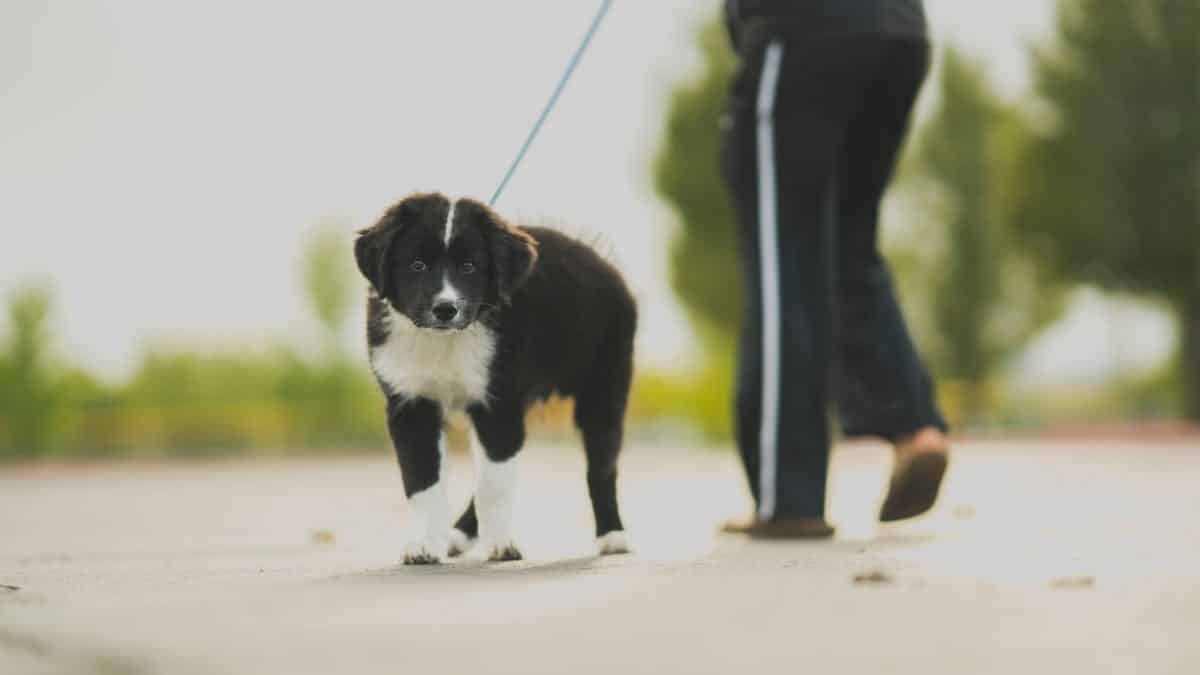 promenade  chiens