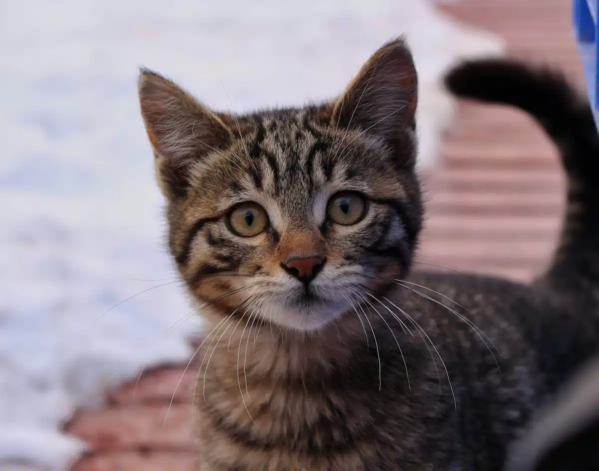 chaton  maison