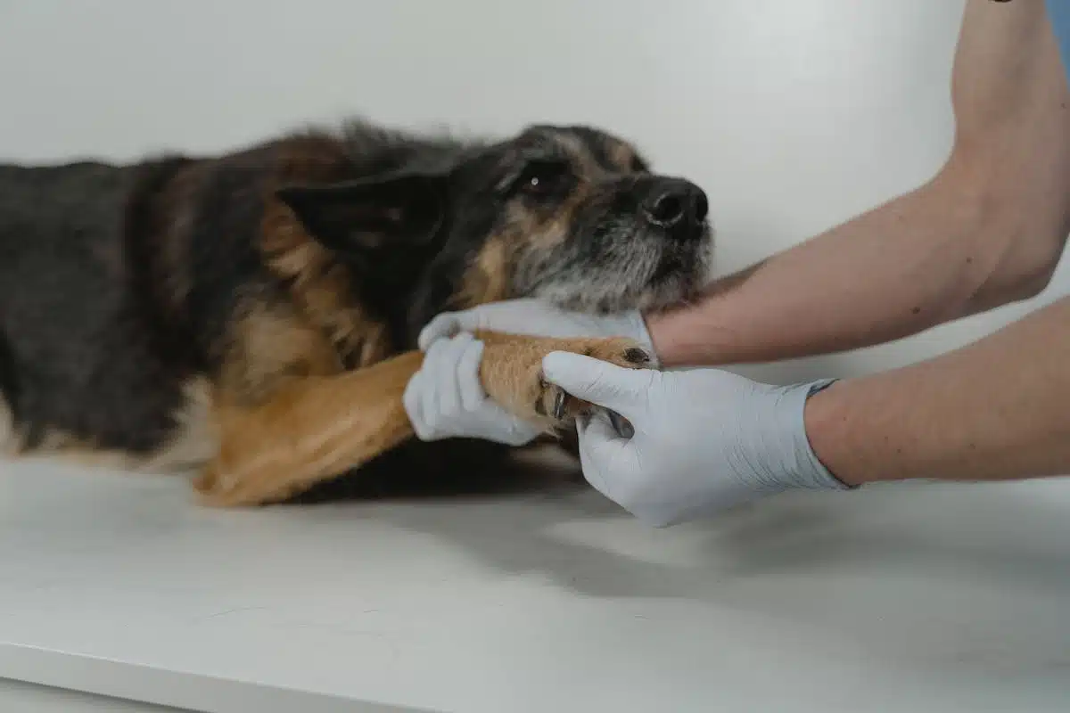 chien  urgence