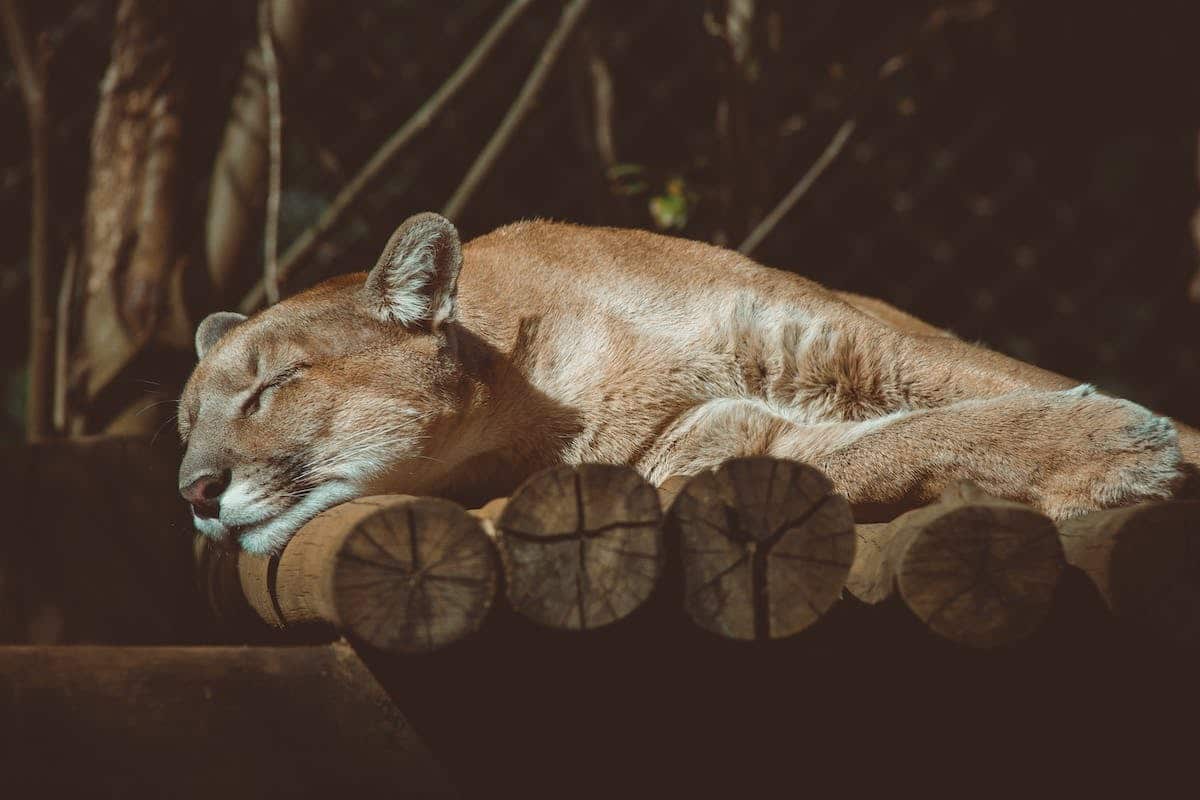 animaux  légendes