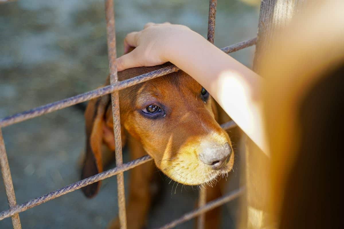 Comment Faire Pour Avoir Moins De Pet