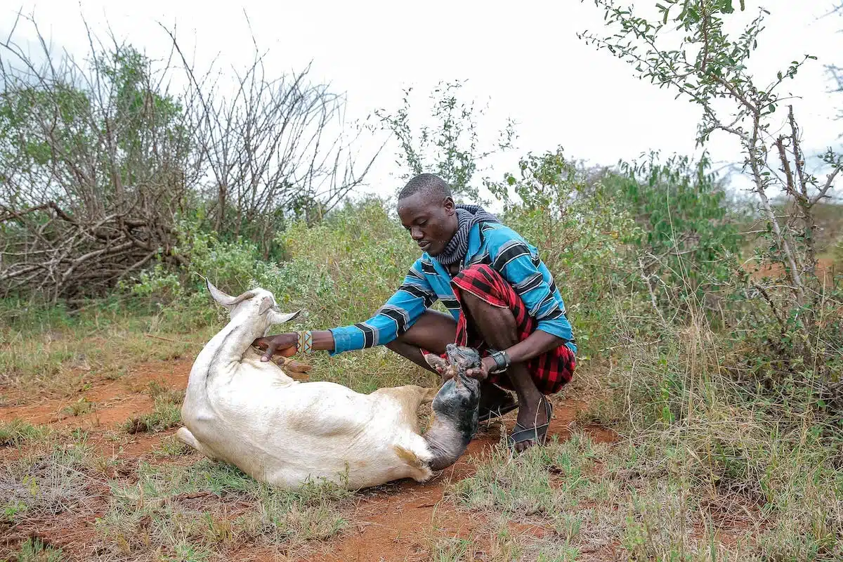 homme  animal