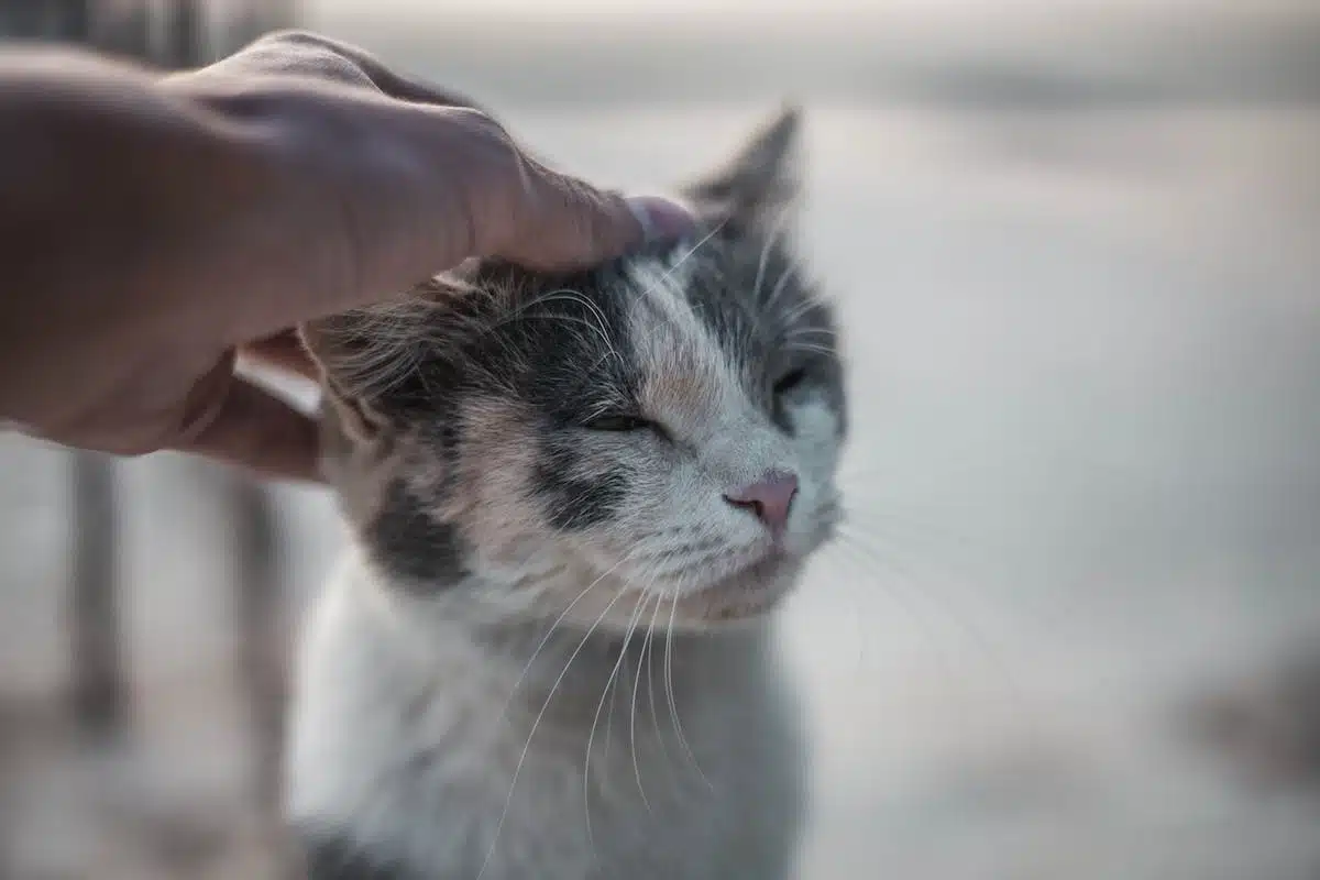 chat  affection