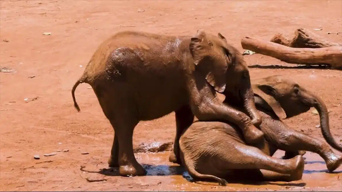 documentaire animalier