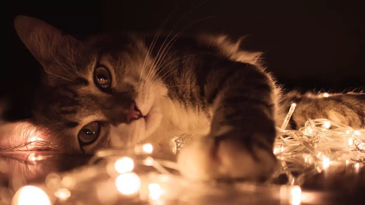 chat  comportement