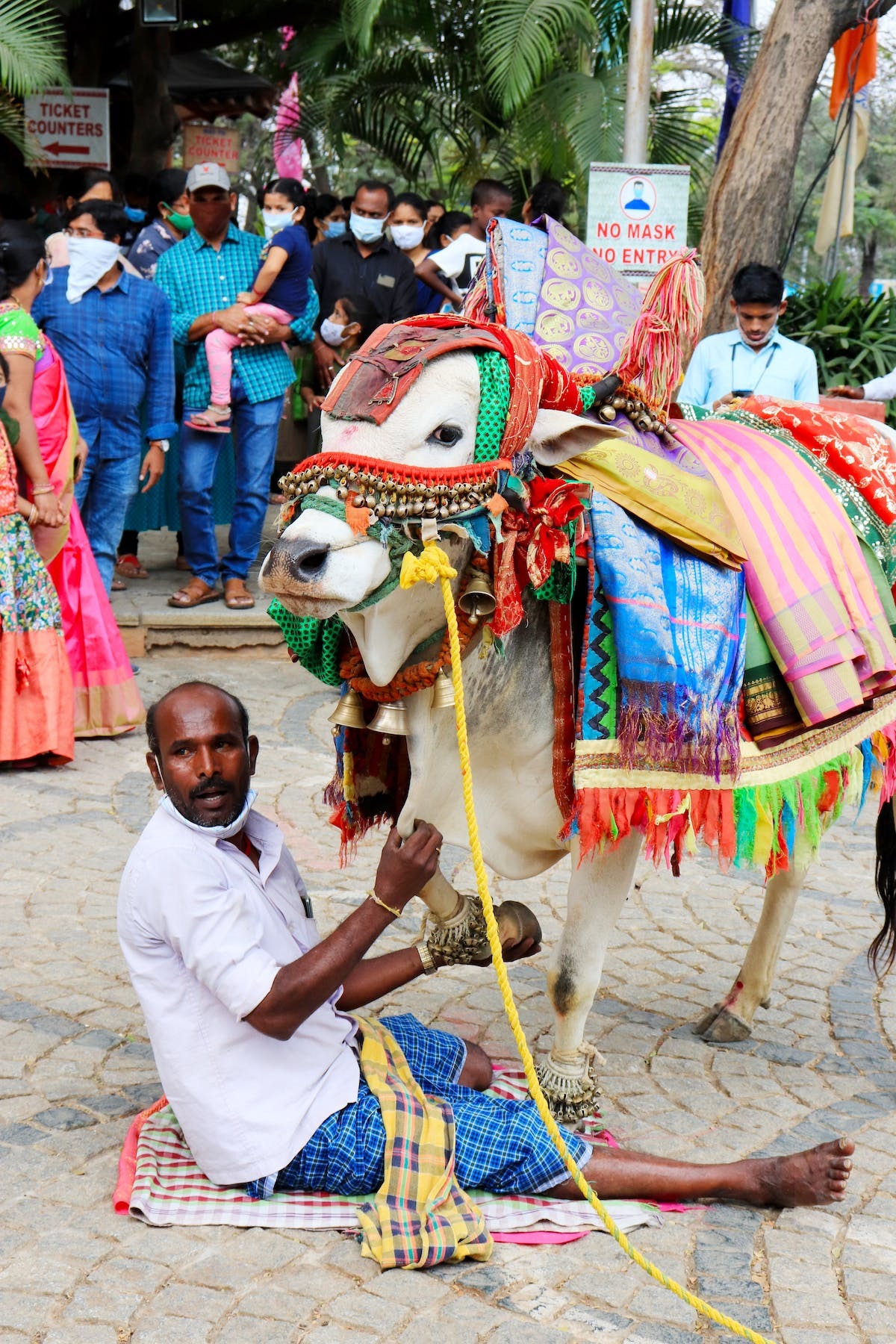 festival animaux