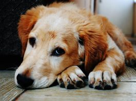Des conseils simples pour garder votre chien en bonne santé