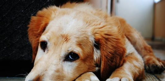Des conseils simples pour garder votre chien en bonne santé
