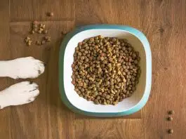 Croquettes pour chien : comment faire le bon choix ?