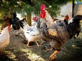 Accueillir des poules dans son jardin : tout savoir avant de se lancer