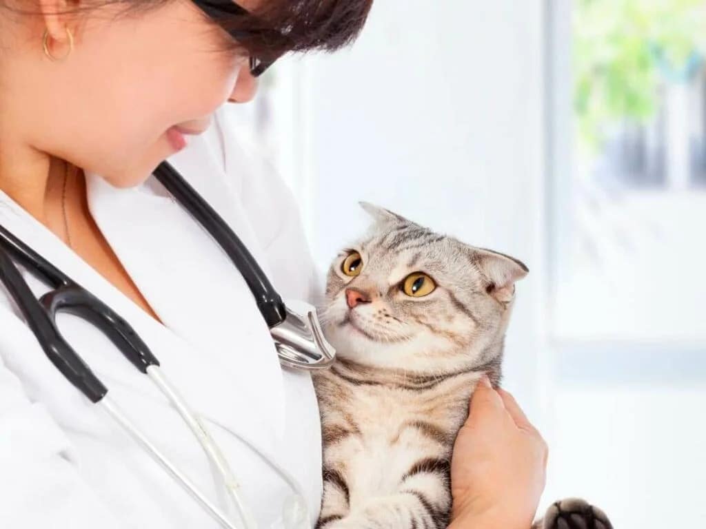 Comment soigner une infection urinaire chez le chat ?
