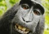 Explorons le charme unique du singe laid : au-delà des apparences