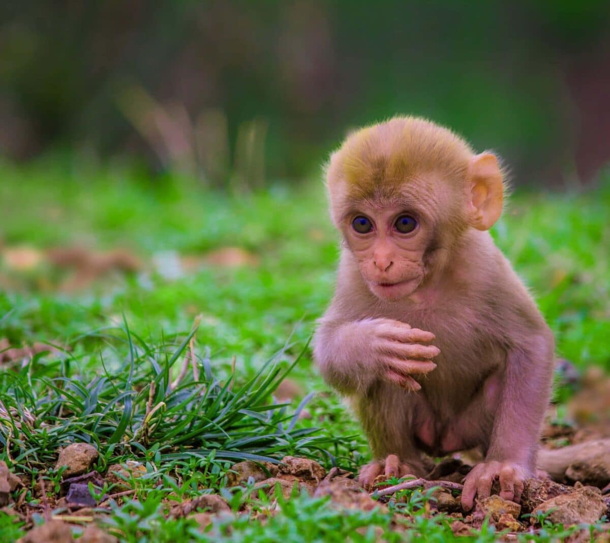 Explorons le charme unique du singe laid : au-delà des apparences