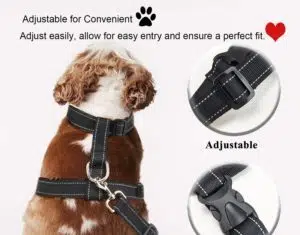 Quel harnais pour un Golden Retriever ?