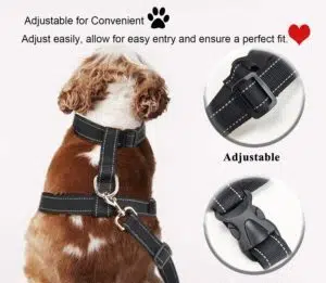 Quel harnais pour un Golden Retriever ?