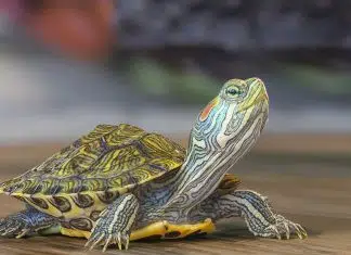 Pourquoi acheter une tortue ?