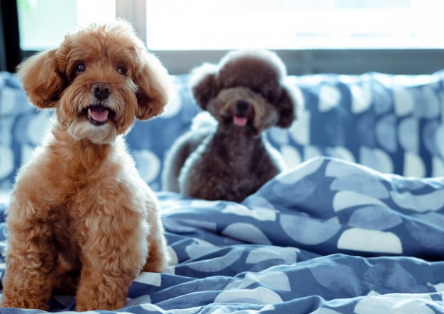 quel lettre chien 2022