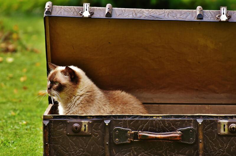 chat dans une valise