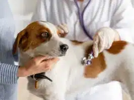 Quel est le prix d’une euthanasie pour un chien ?