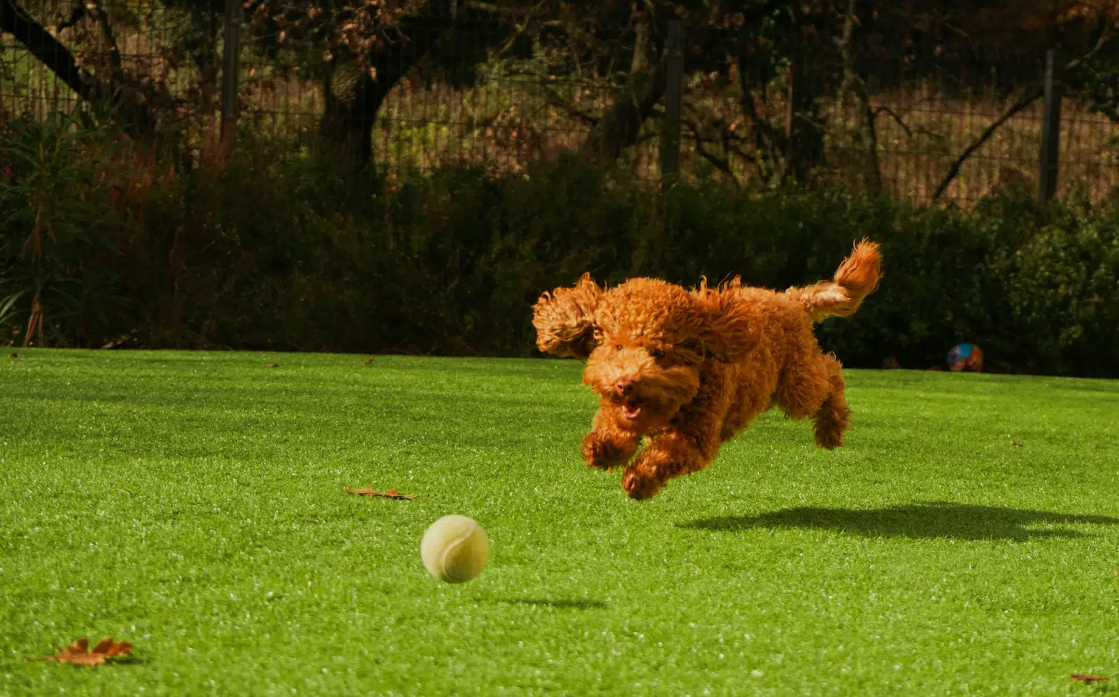 Comment fonctionne une pension pour chiens ?
