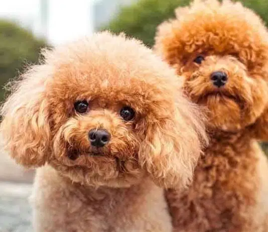 Comment sont les caniches ?