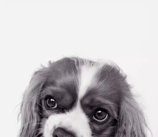 Quelles sont les caractéristiques physiques distinctives du Cavalier King Charles ?