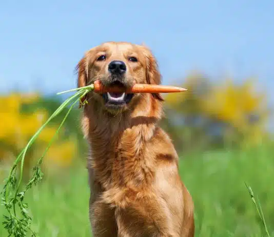 Quels sont les légumes à donner à un chien ?