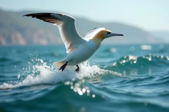 Fou de Bassan en plongée spectaculaire au-dessus de l'océan Atlantique, ailes repliées, gouttelettes d'eau gelées en vol