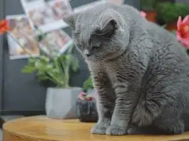 Les chats peuvent-ils avoir froid ?