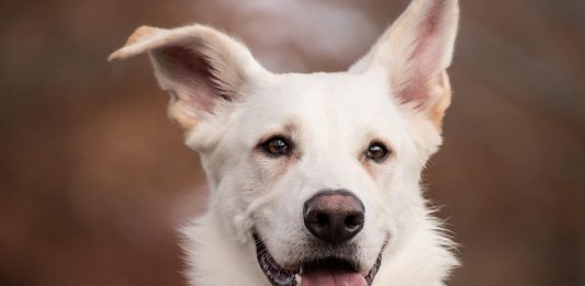 Peut-on souscrire une assurance pour un animal déjà malade ?