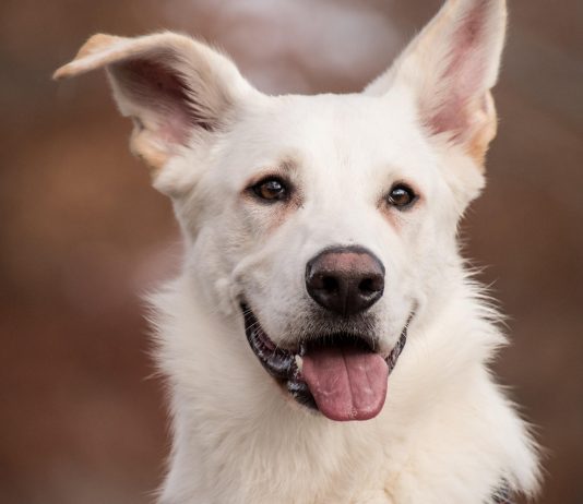 Peut-on souscrire une assurance pour un animal déjà malade ?