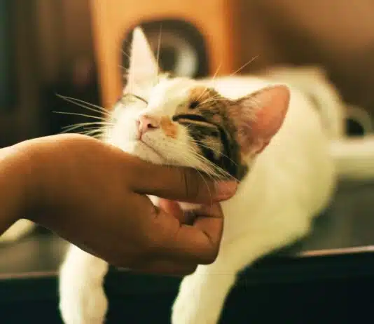 La santé de votre chat : prévenir et détecter les maladies courantes chez nos amis félins