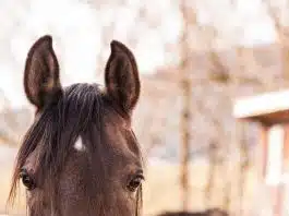 Comment prévenir les troubles digestifs du cheval ?