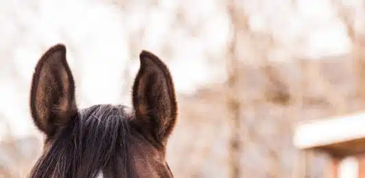 Comment prévenir les troubles digestifs du cheval ?