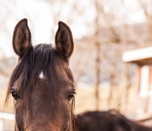 Comment prévenir les troubles digestifs du cheval ?