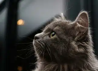 Une Liste Complète des Pays qui Utilisent le Vétérinaire pour Améliorer l’Agriculture gray cat on blue background