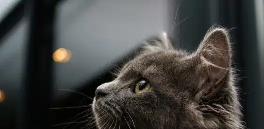 gray cat on blue background