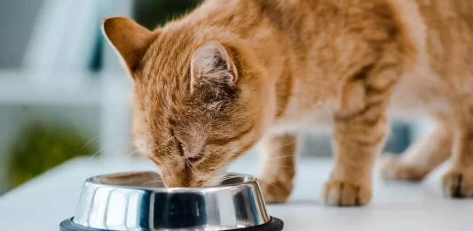 Quelle alimentation pour les chats asthmatiques ?