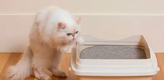 Comment choisir une litière pour chats ?