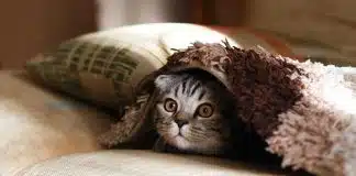 brown Scottish fold in brown thick-pile blanket