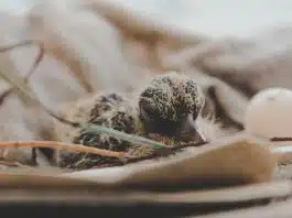 Comment nourrir un petit pigeon ? close up photography of hatchling