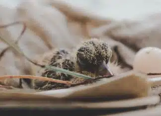 Comment nourrir un petit pigeon ? close up photography of hatchling